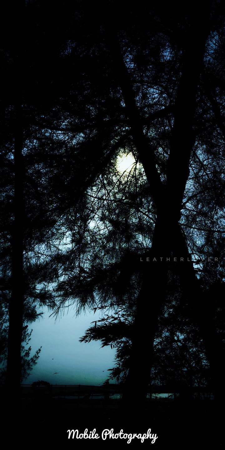 #tree #shadow