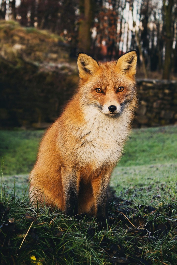 fox