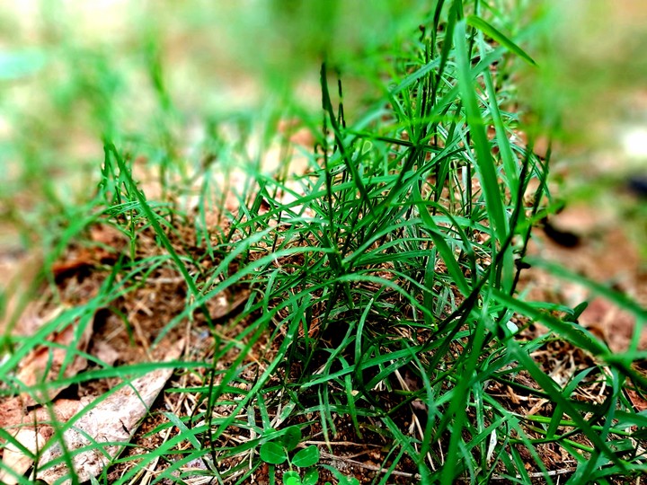 leaf