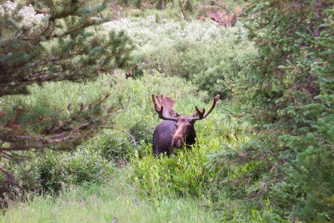 Moose 1