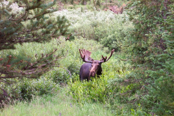 Moose 1