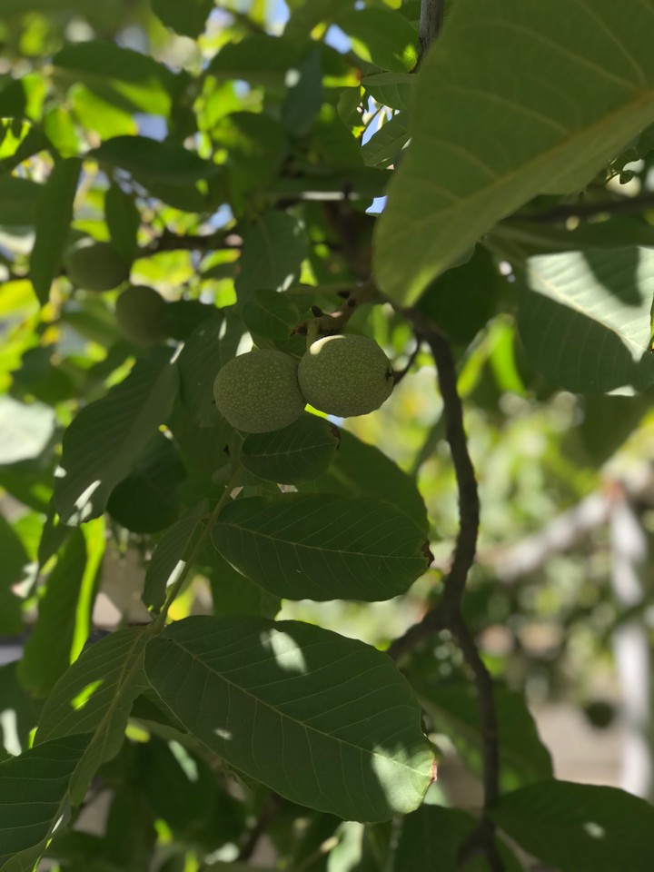 fruit