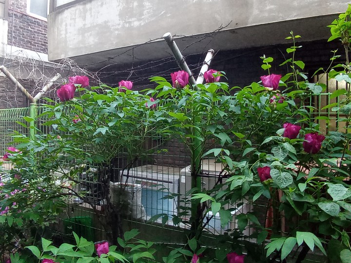 그늘진 곳에서도 꽃은 핍니다