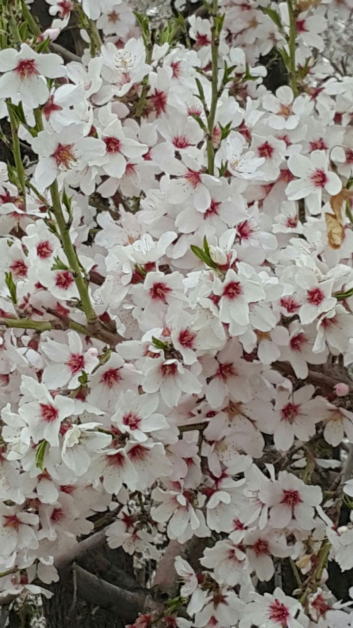 بهار وزیبایی