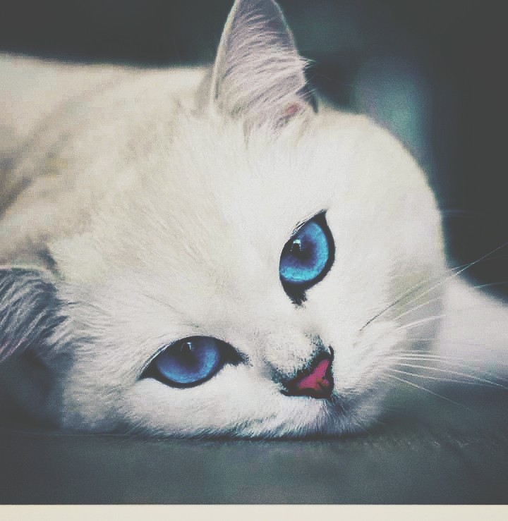 CAT_sama