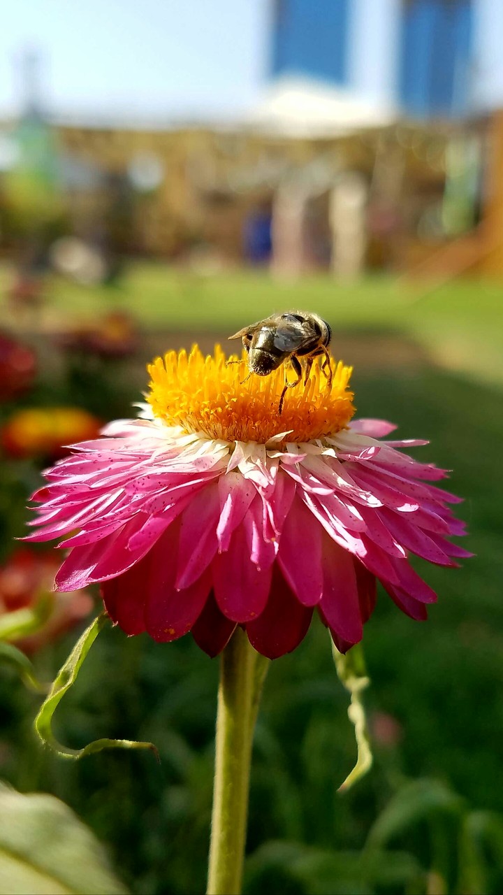 Honeybee