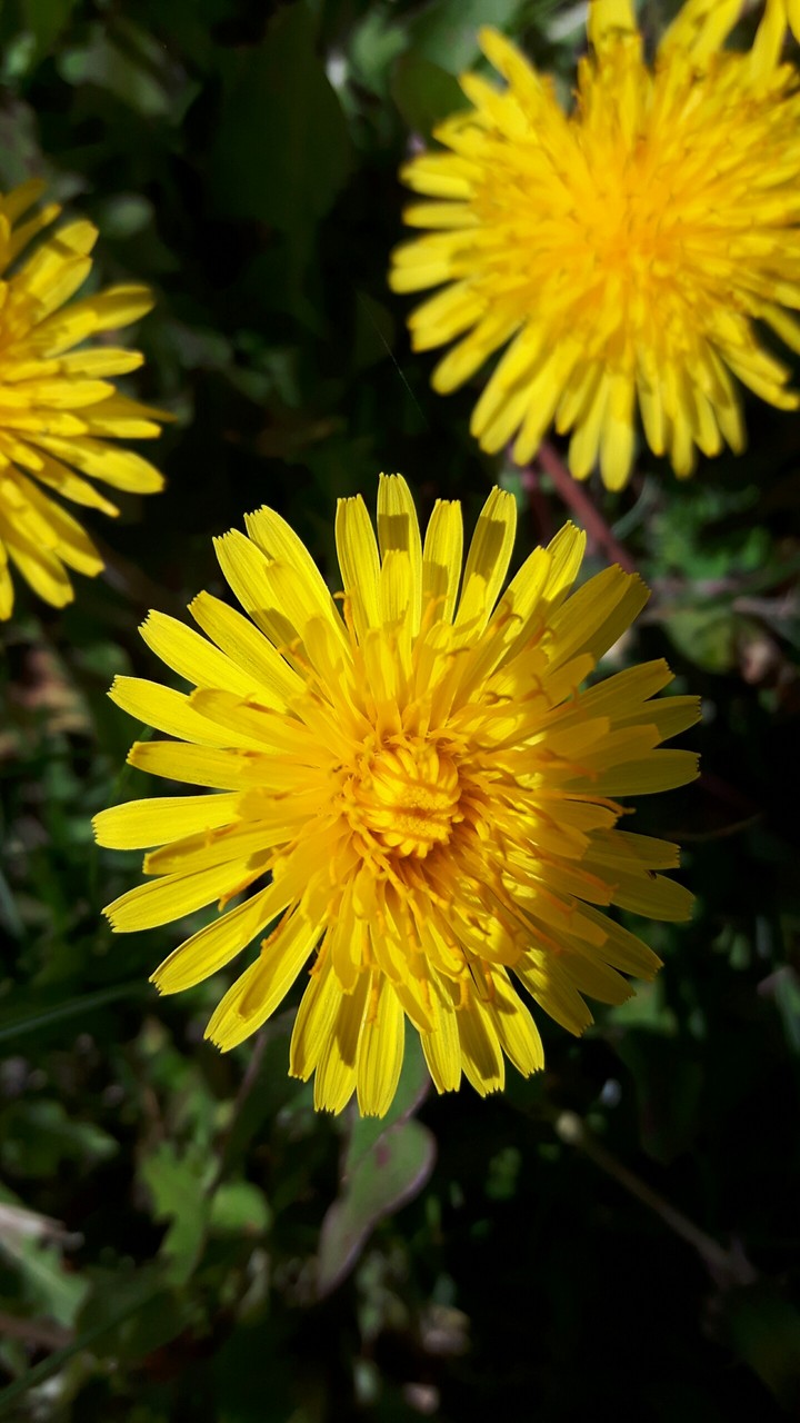 dandelion!!