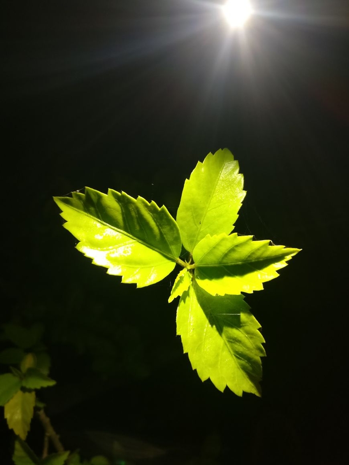 Beautiful Leaf......