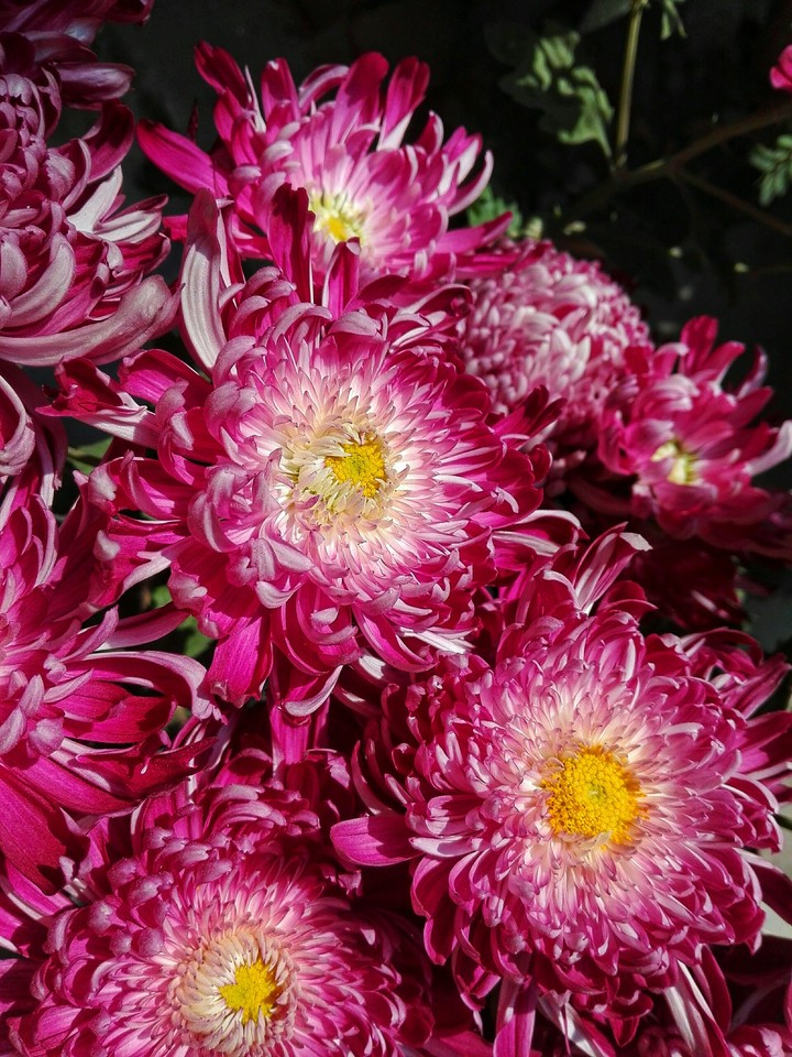 pink