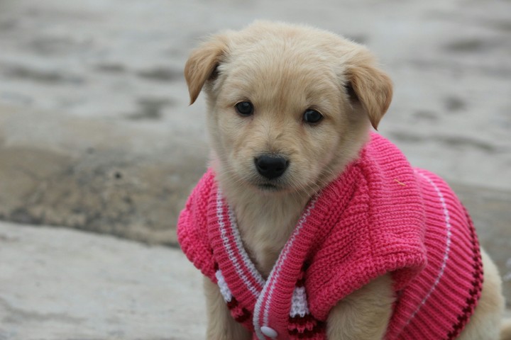 pup :)