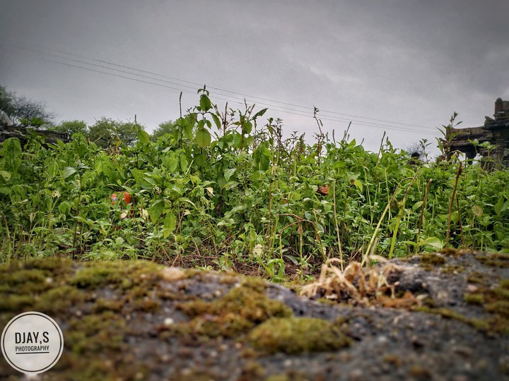 grass