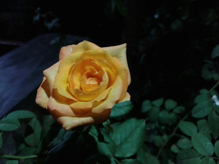 Night Rose