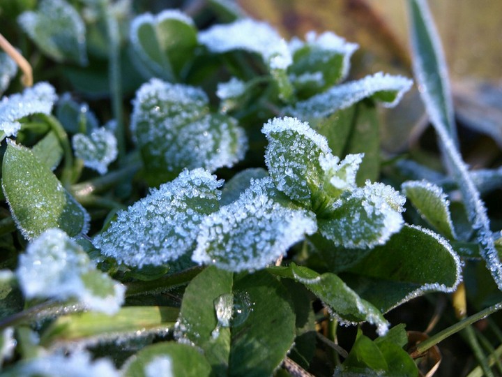 Hoarfrost
