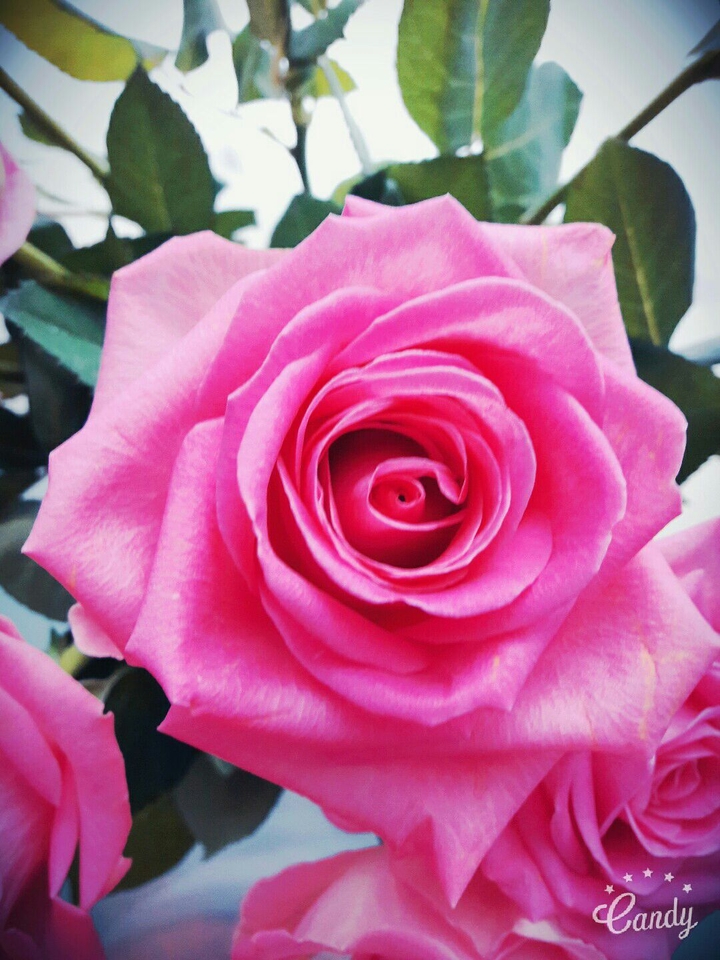 rose