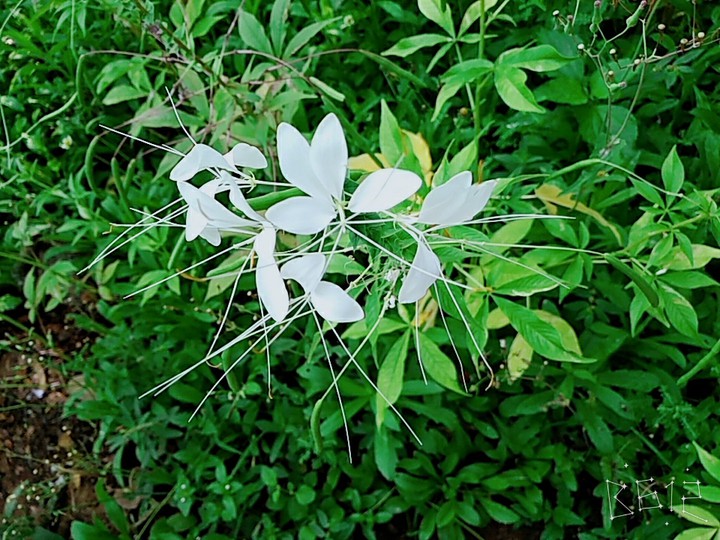 white flowers
