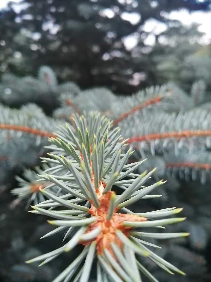 Голубая ель