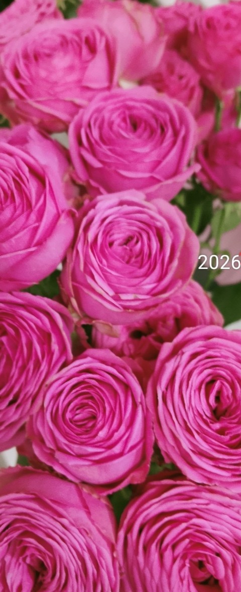 purple, flower wallpapers