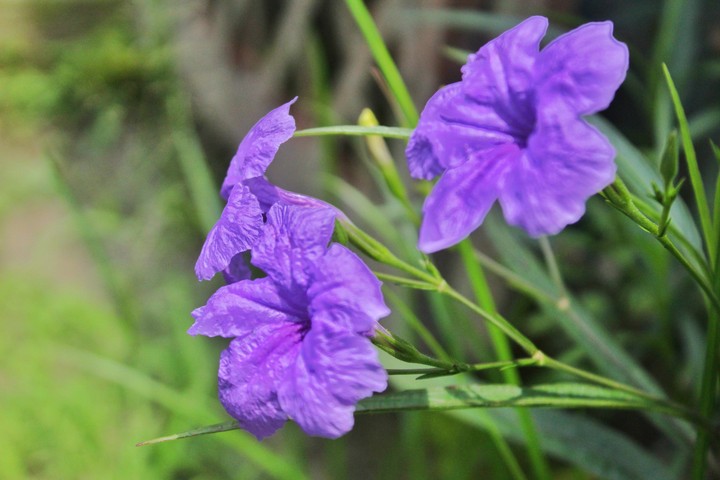 flower flower everywhere
