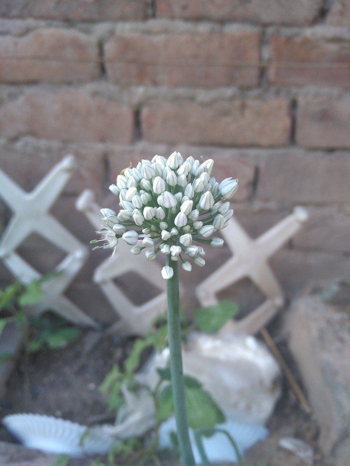 onin flower
