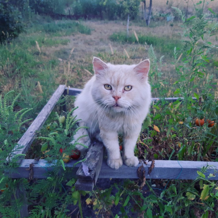 cat and tomatoes