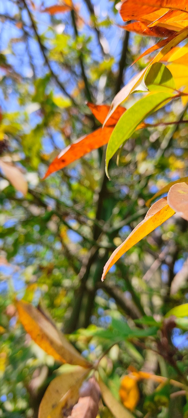 sunlight on leaves