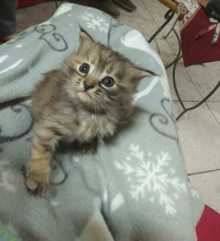 Hello kittennnn 
