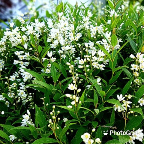 тапети groundcover, cleavers