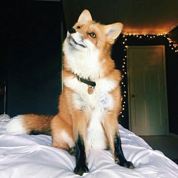 Fox