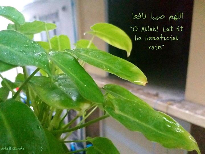 rain