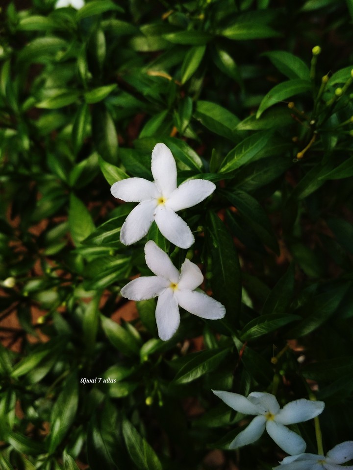 flower