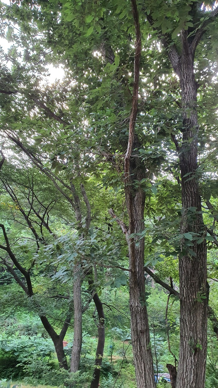숲(forest)