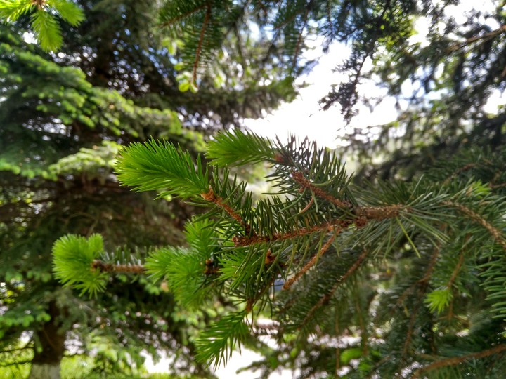 Ель, Firtree