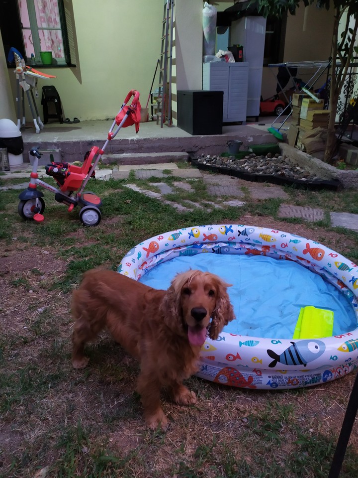 dog erik