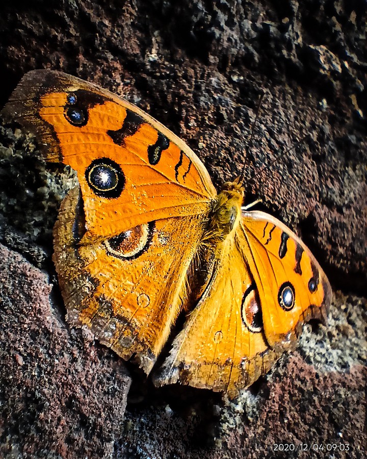 the peacock pansy
