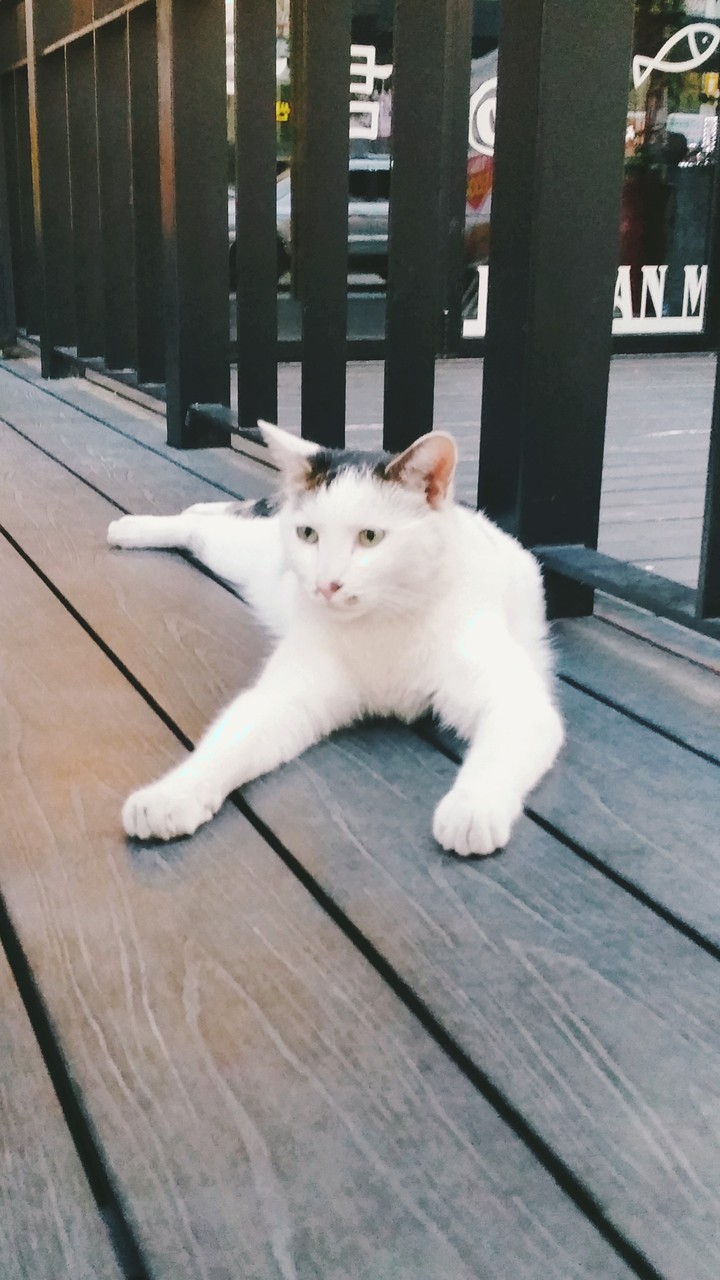 길고양이