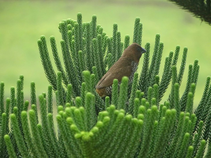 Small bird
