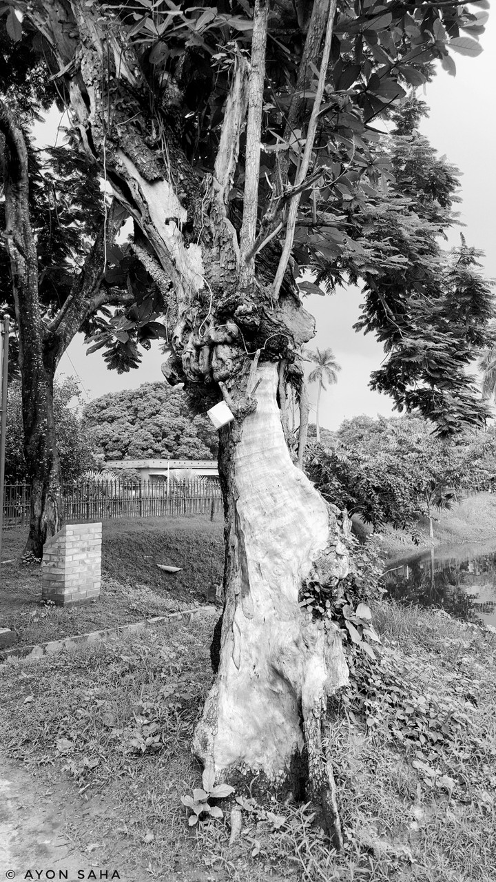 Uttara Gonovobon | Natore | Bangladesh