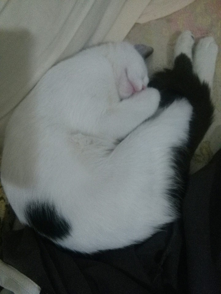micho