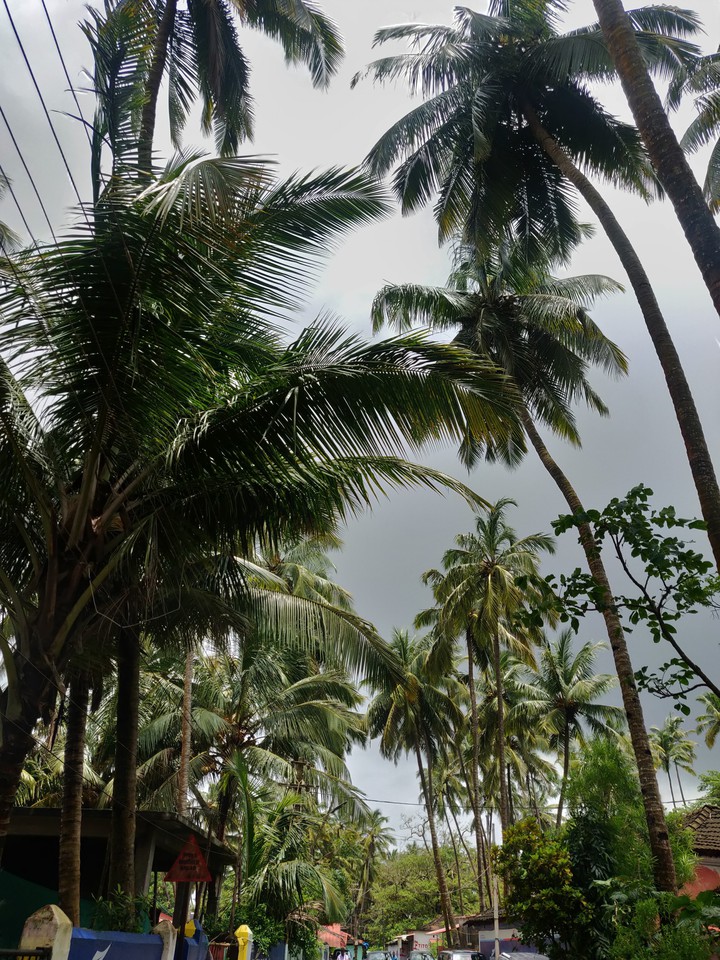 Palm trees