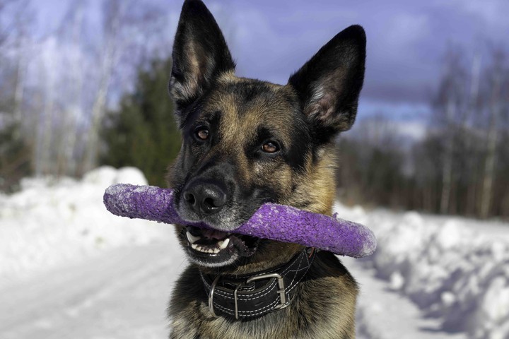 good boy