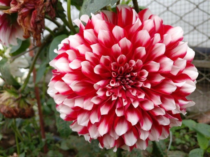 flower
