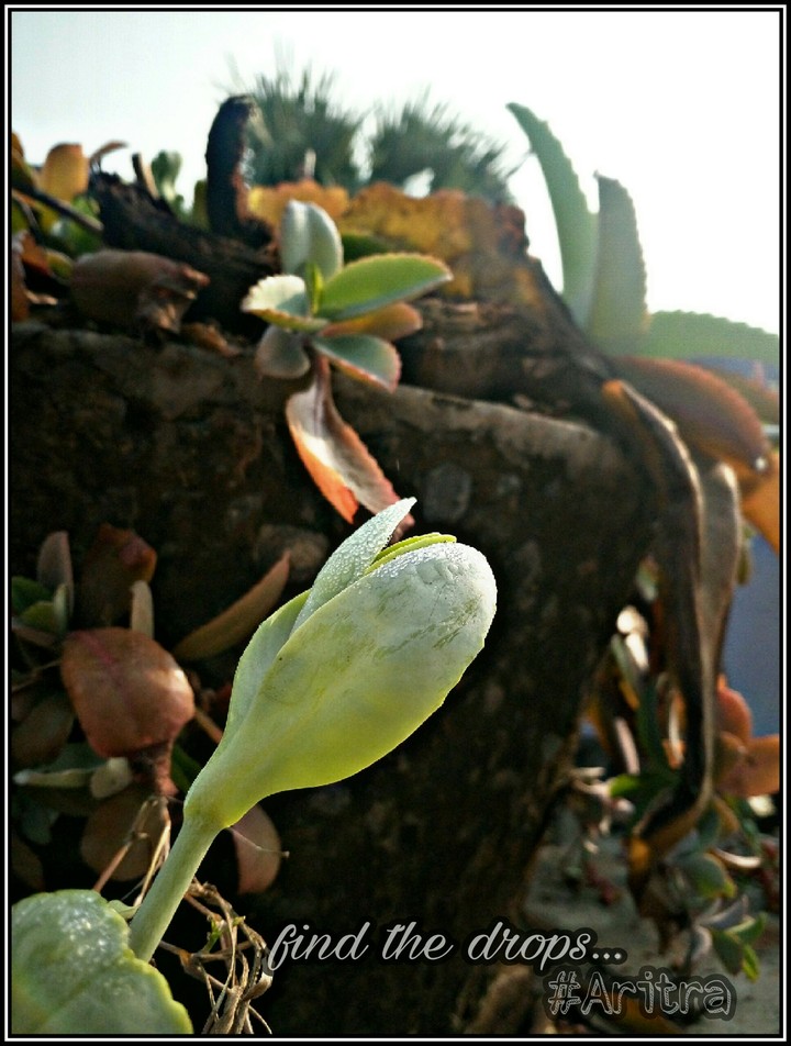 #ari_clicked