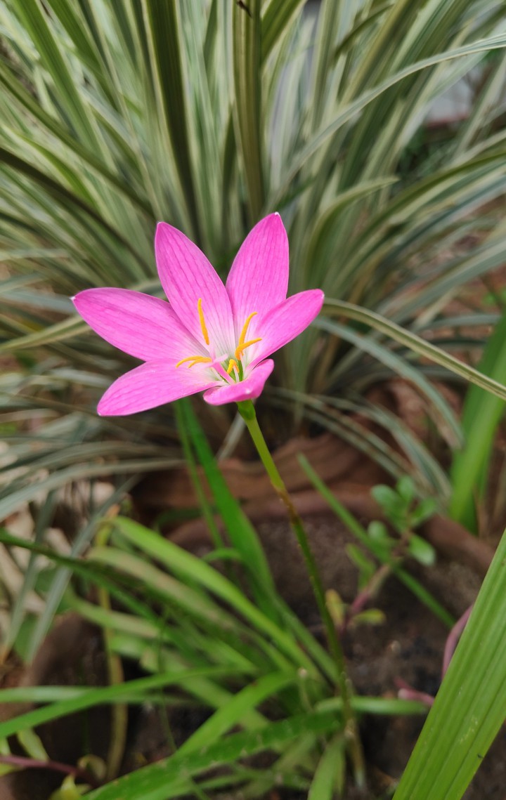 flower
