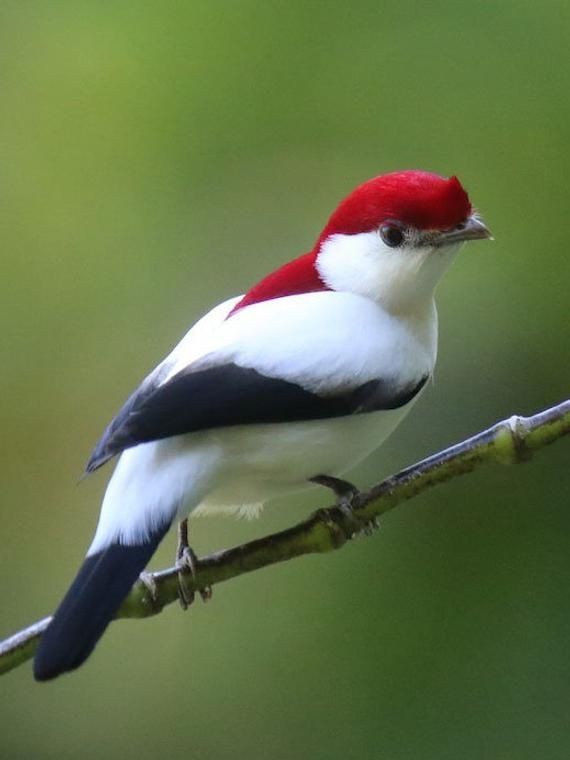 beautiful bird