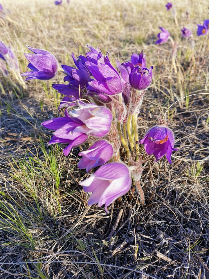 Подснежники