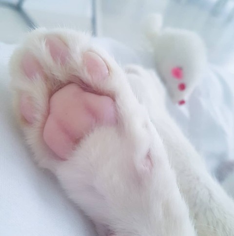 paw