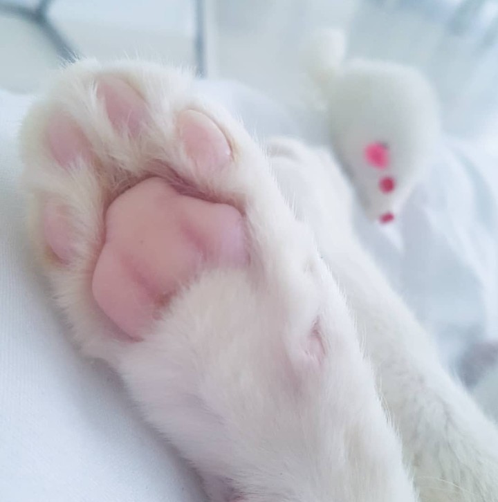 paw