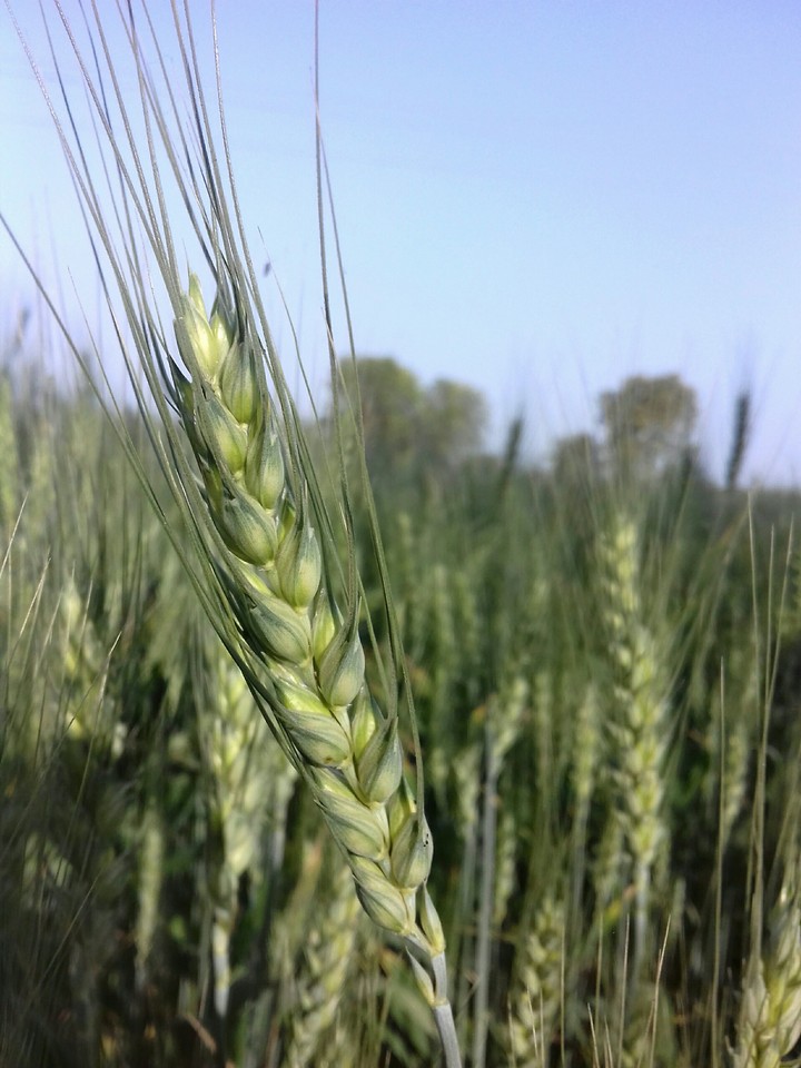 wheat super ultra hd