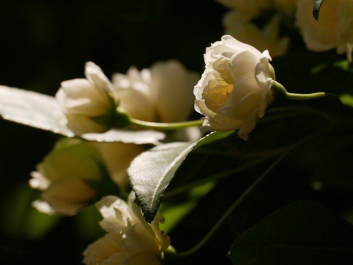 flower
