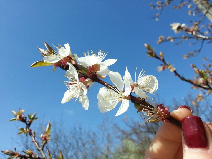 spring